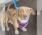 Small #1 Dachshund Mix