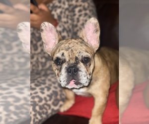 French Bulldog Puppy for sale in MORENO VALLEY, CA, USA