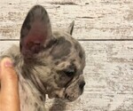 Small Photo #11 French Bulldog Puppy For Sale in BLACK WALNUT, MO, USA