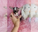 Small #13 Chihuahua