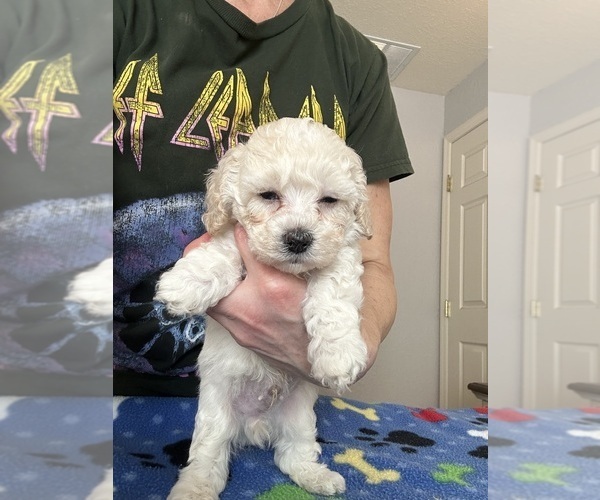 Medium Photo #8 Cock-A-Poo Puppy For Sale in OCALA, FL, USA