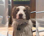 Small #4 Australian Shepherd
