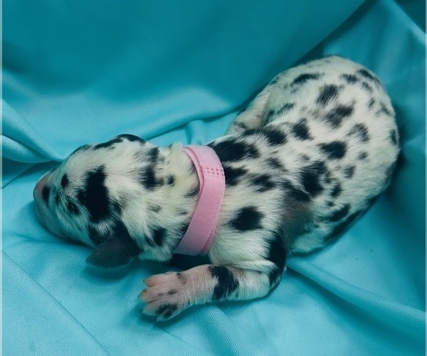 Medium Photo #1 Great Dane Puppy For Sale in MARSHVILLE, NC, USA