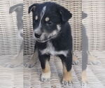 Small #3 German Shepherd Dog Mix