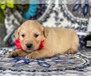 Golden Retriever Puppy for sale in LANCASTER, PA, USA