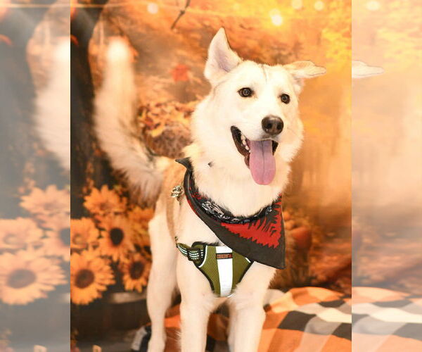 Medium Photo #8 Siberian Husky-Unknown Mix Puppy For Sale in Yuba City, CA, USA