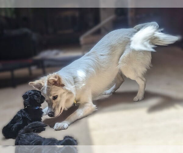 Medium Photo #7 Great Pyrenees-Unknown Mix Puppy For Sale in Dallas, TX, USA