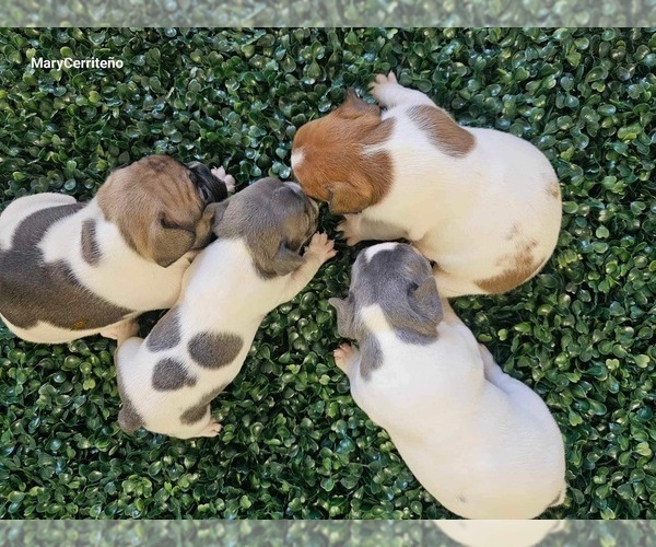 Medium Photo #14 French Bulldog Puppy For Sale in NORTH LAS VEGAS, NV, USA