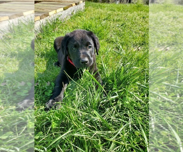 Medium Photo #5 Labrador Retriever Puppy For Sale in LEBANON, MO, USA