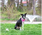 Small #3 Mutt