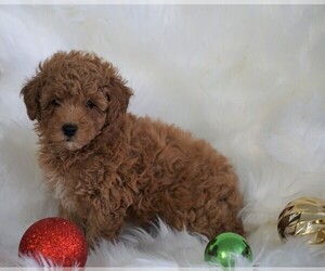 Poodle (Toy) Puppy for sale in FREDERICKSBG, OH, USA