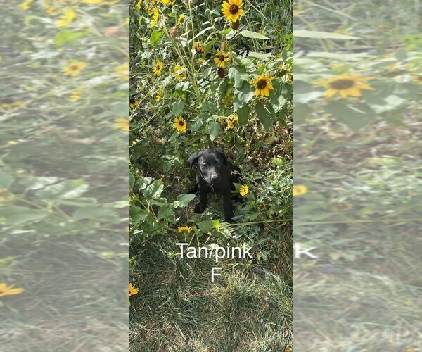Medium Photo #9 Labrador Retriever Puppy For Sale in GILLETTE, WY, USA