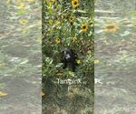 Small Photo #9 Labrador Retriever Puppy For Sale in GILLETTE, WY, USA