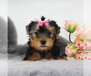 Yorkshire Terrier Puppy for sale in LOS ANGELES, CA, USA
