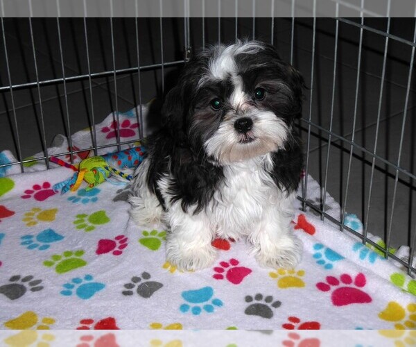 Medium Photo #6 Mal-Shi Puppy For Sale in ORO VALLEY, AZ, USA
