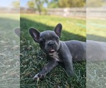 Puppy Luna Faux Frenchbo Bulldog