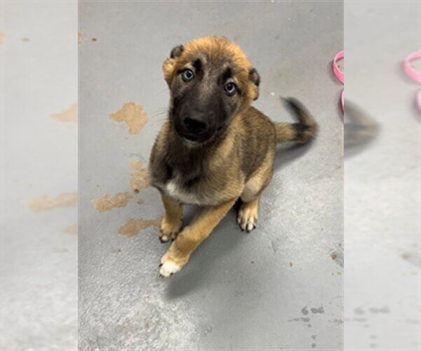 Medium Photo #1 German Shepherd Dog-Unknown Mix Puppy For Sale in Peoria, IL, USA
