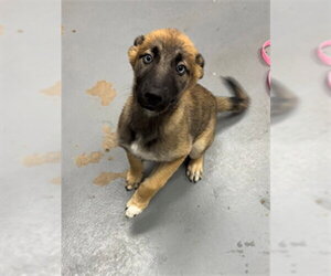 German Shepherd Dog-Unknown Mix Dogs for adoption in Peoria, IL, USA