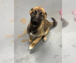Small German Shepherd Dog Mix