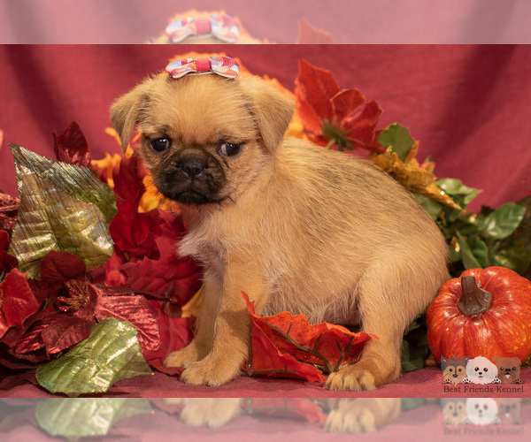 Medium Photo #4 Brug Puppy For Sale in SAFFORD, AZ, USA