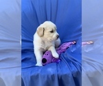 Puppy 8 Golden Labrador