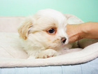 Small Photo #2 -Shih Tzu Mix Puppy For Sale in LA MIRADA, CA, USA