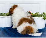 Small #2 Shih Tzu