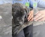 Small Photo #4 Daniff-Neapolitan Mastiff Mix Puppy For Sale in MONTEVIEW, ID, USA