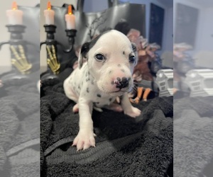 Dalmatian Puppy for sale in JACKSONVILLE, FL, USA