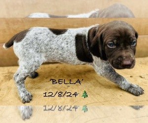 German Shorthaired Pointer Puppy for sale in WOODLAND PARK, CO, USA