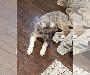 Australian Shepherd Puppy for sale in FAIRFIELD, IL, USA