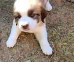 Puppy Athos Newfoundland-Saint Bernard Mix