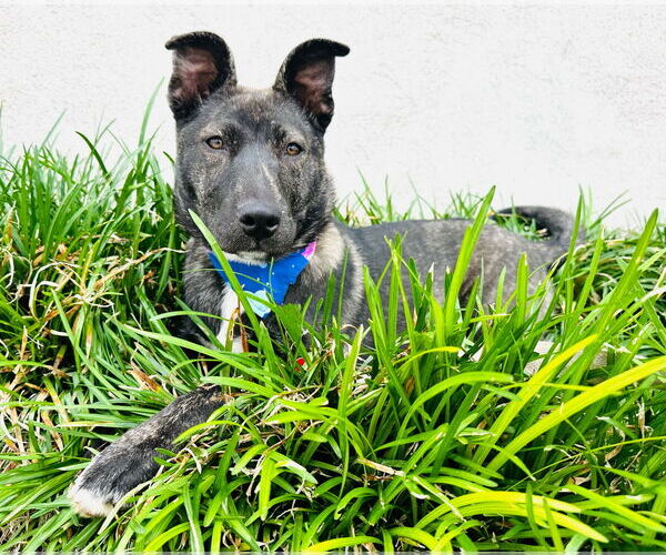 Medium Photo #4 Mutt Puppy For Sale in San Diego, CA, USA