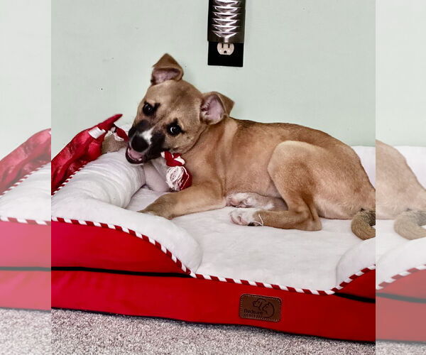 Medium Photo #7 Boxer-German Shepherd Dog Mix Puppy For Sale in North Olmsted, OH, USA