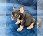 Small #14 French Bulldog