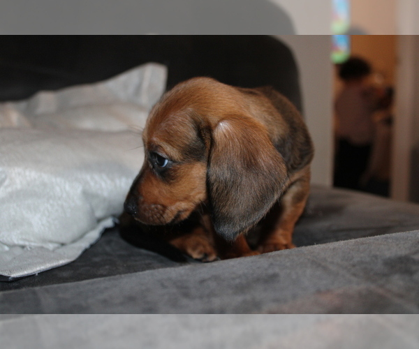 Medium Photo #4 Dachshund Puppy For Sale in CHULA VISTA, CA, USA