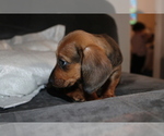 Small Photo #4 Dachshund Puppy For Sale in CHULA VISTA, CA, USA