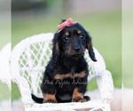 Puppy Tootsie AKC Dachshund