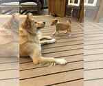Small #2 Australian Shepherd Mix