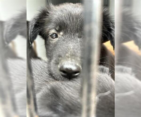 Medium Photo #1 Labrador Retriever-Unknown Mix Puppy For Sale in Houston, TX, USA