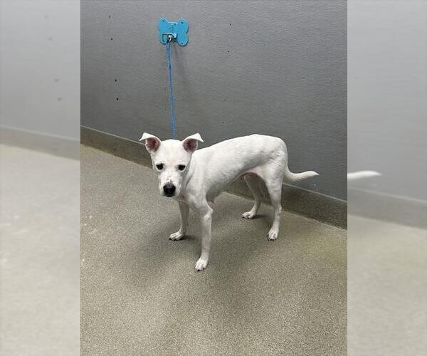 Medium Photo #1 Mutt Puppy For Sale in Las Vegas, NV, USA