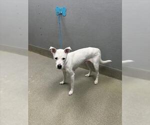 Mutt Dogs for adoption in Las Vegas, NV, USA