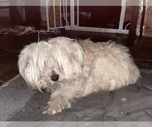 Ava - Female Poodle (Miniature) Dog for Adoption - Photo #3
