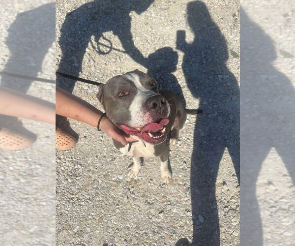 Medium Photo #2 American Pit Bull Terrier-Unknown Mix Puppy For Sale in Foristell, MO, USA