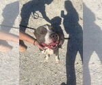 Small #1 American Pit Bull Terrier Mix