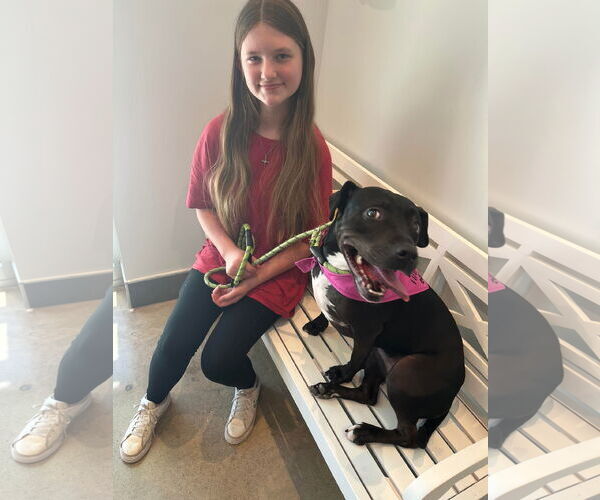 Medium Photo #18 American Staffordshire Terrier-Unknown Mix Puppy For Sale in Rosenberg, TX, USA