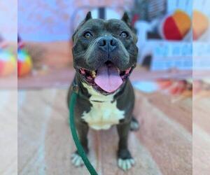 American Pit Bull Terrier Dogs for adoption in Long Beach, CA, USA