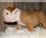 Small Photo #10 English Bulldog Puppy For Sale in VERONA, MO, USA