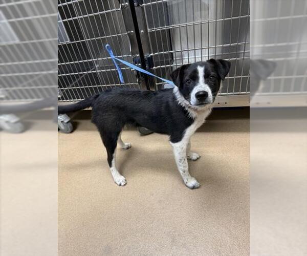 Medium Photo #1 Mutt Puppy For Sale in Norco, CA, USA