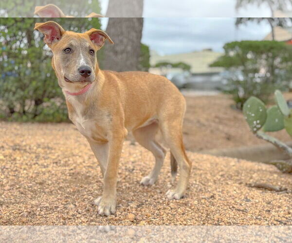 Medium Photo #18 Mutt Puppy For Sale in PIPE CREEK, TX, USA